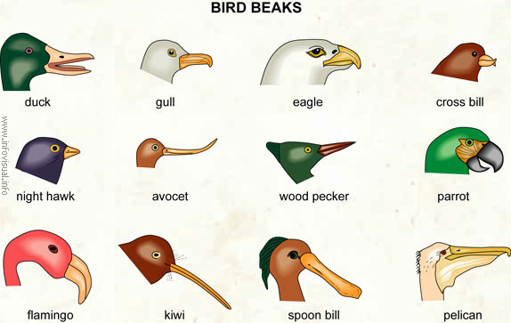 060 Bird beak